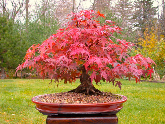 Japanese Red Maple Bonsai Tree